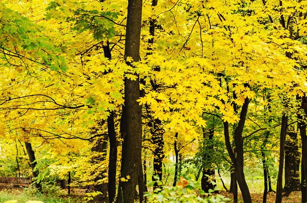 Autumn golden forest natural fall vivid outdoor  background