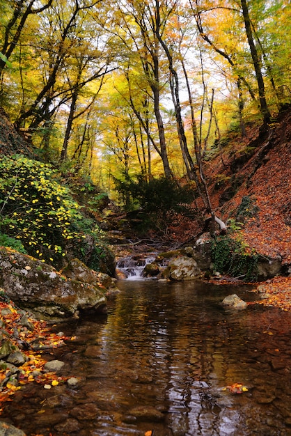 Autumn golden forest and small river