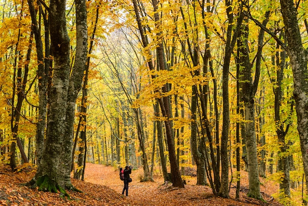 Autumn golden forest