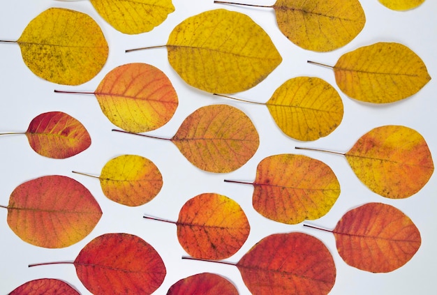 Foto foglie d'oro autunnali foglie luminose isolate su sfondo bianco concetto di foglie d'autunno