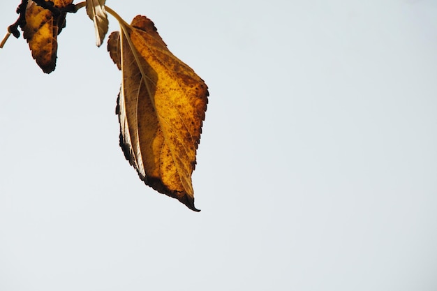 写真 明るい背景の木の秋の金色の葉