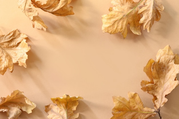 가을 황금 참나무 잎은 베이지색에 햇살 가득한 그림자가 있는 국경으로 남아 있습니다.