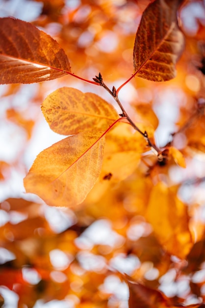 Autumn golden and orange leaves background