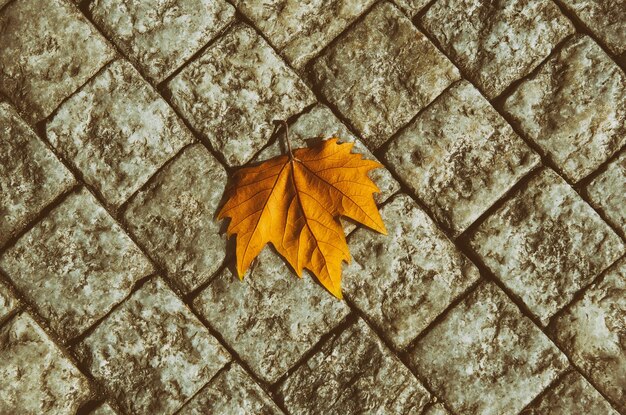 Autumn golden orange maple laef lying on the city cobblestone autumn vintage hipster seasonal background