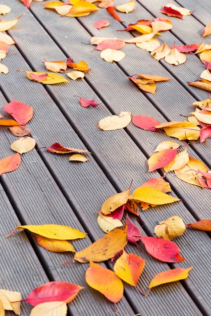 Autumn gradient color leaves on the wooden floor. Picture with vertical view.