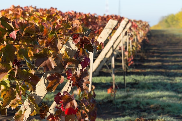 Autumn grapes with red leaves the vine at sunset is reddish yellow