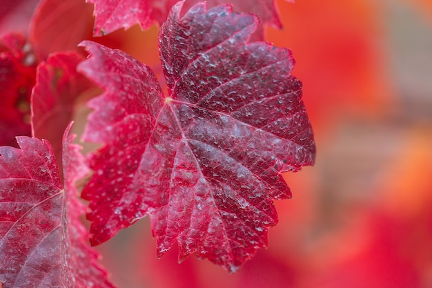 Autumn grapes with red leaves, the vine at sunset is reddish yellow