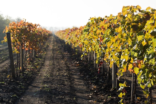 Autumn grapes with red leaves the vine at sunset is reddish yellow