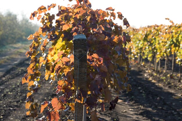 Autumn grapes with red leaves the vine at sunset is reddish yellow