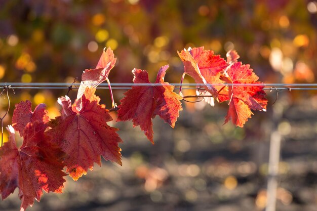 Autumn grapes with red leaves the vine at sunset is reddish yellow
