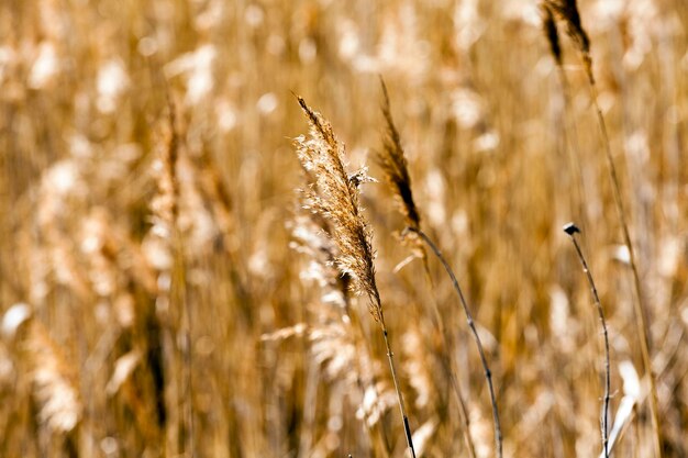 Autumn grass closeup