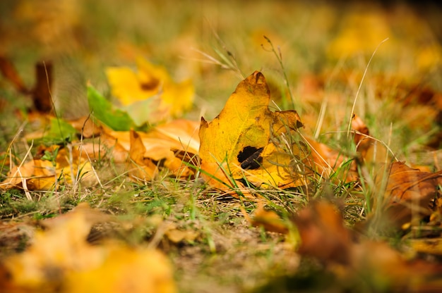 Autumn grass and dry leaves