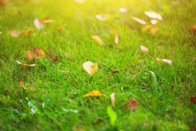 Осенняя трава с опавшими желтыми листьями на закате легкие осенние листья на зеленой траве