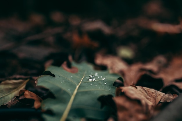 Autumn green Oak leaf covered with little silver water drops and one dark brown acorn Ground covered with fallen oak leaves Shades of brown Leaf with dew drops and acorns