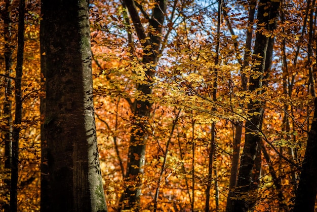 Autumn grove with orange leaves in beech forest