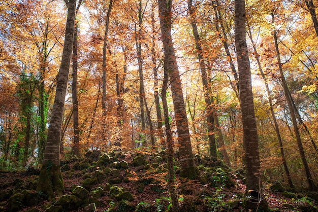 Autumn grove with orange leaves and moss Fageda den Jorda beech forest