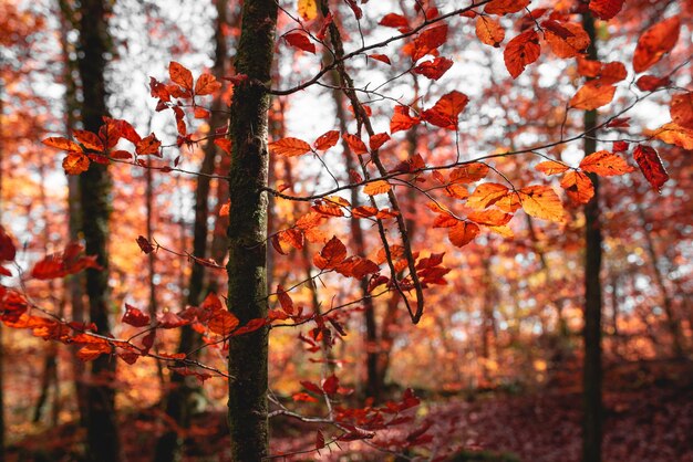 Autumn grove with red leaves Fageda den Jorda beech forest