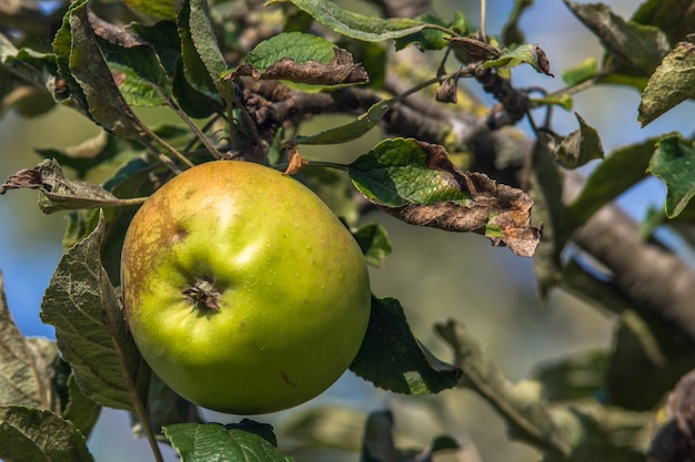 Осенний урожай Apple