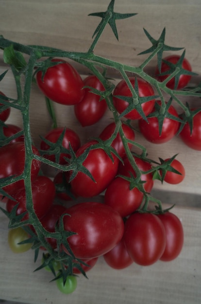 Photo autumn harvest. a branch of cherry tomatoes.