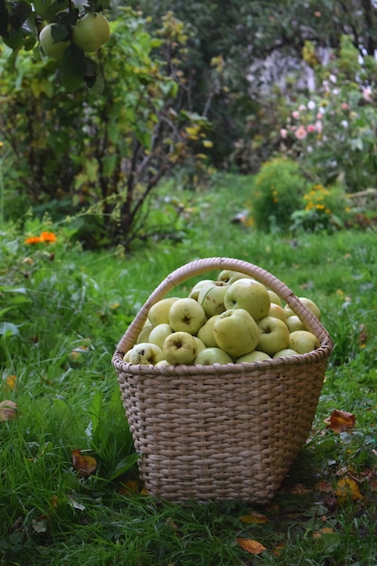 Фото Концепция осеннего урожая свежие зеленые яблоки в корзине с садом