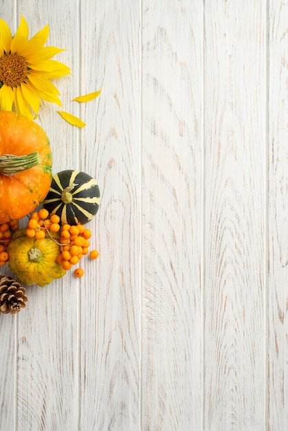 秋の収穫コンセプトコピー スペースと分離の白い木製のテーブルの背景にヒマワリの生野菜カボチャ、パテパン、スカッシュ、松ぼっくり、ナナカマドの果実の上面垂直写真