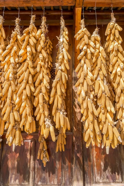 Autumn harvest corn on the cob and tan wine in rural farmyard