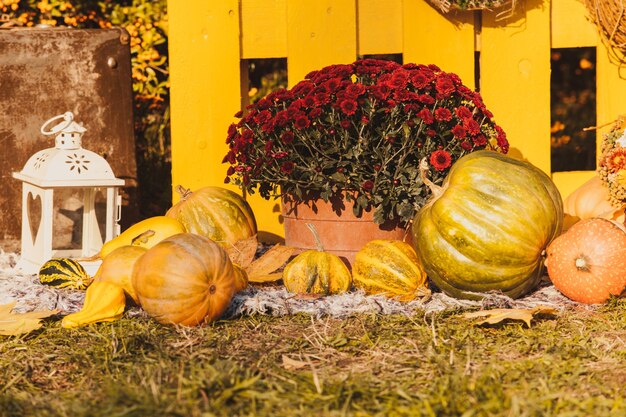 Festa del raccolto autunnale - cesto con frutti autunnali, vecchia valigia, zucche e fiori autunnali colorati. progettazione del paesaggio in stile country per la stagione autunnale.