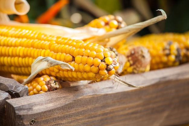 Autumn harvest, fresh yellow corn vegetable