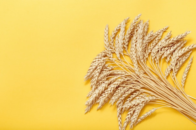 Autumn harvest of grain crops top view of bunch stems with ears of wheat on yellow