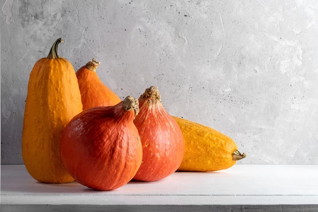 Autumn harvest Halloween or Thanksgiving concept with orange pumpkins and courgettes Copy space