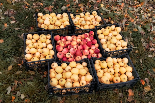 Raccolto autunnale di succose mele rosse e gialle mature in scatole sull'erba