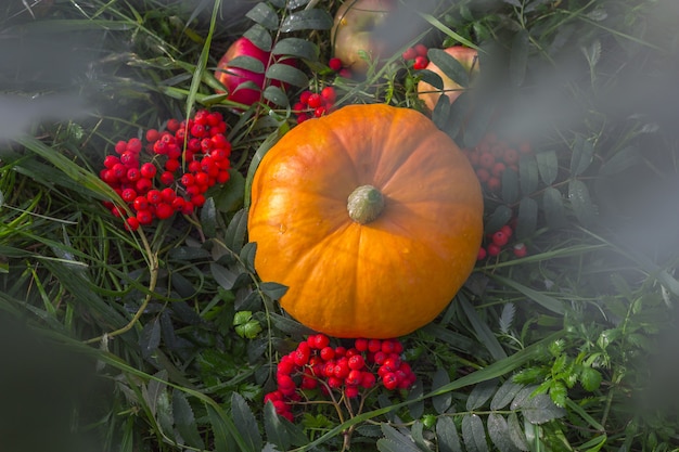 Autumn harvest pumpkin with rowan berries outdoors.