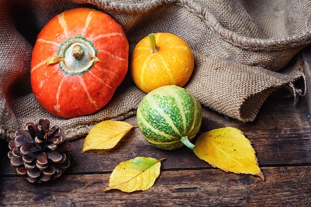 Photo autumn harvest pumpkin