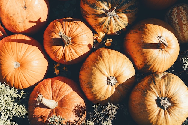 Autumn harvest of pumpkins background of different varieties of winter squashes