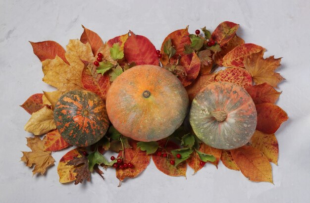 Autumn harvest: pumpkins, leaves and viburnum on gray background. Centerpieces Thanksgiving day. View from above