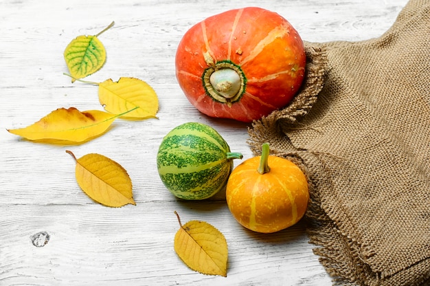 Autumn harvest pumpkins