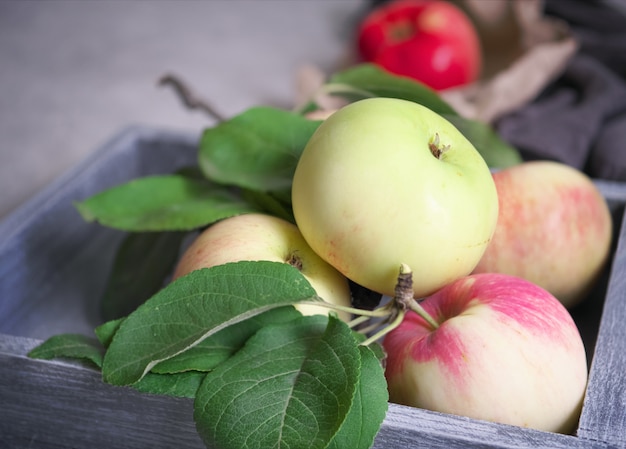 Autumn harvest with red-green apples in a wooden box 