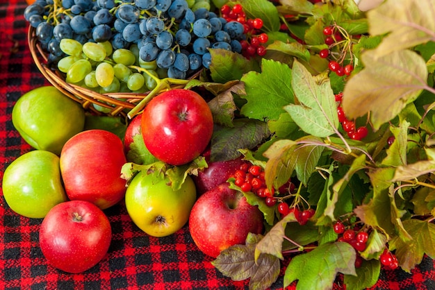 Photo autumn harvest