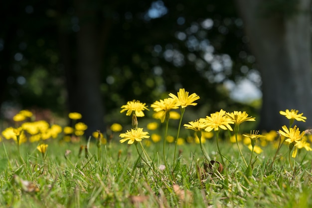 Autumn Hawkbit (Leontodon Autumnalis)