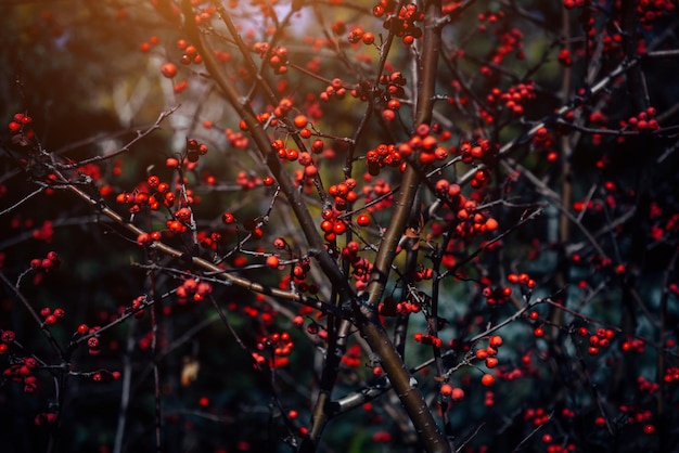 写真 赤いベリーの束と秋のサンザシの木セレクティブフォーカスソフトブラー抽象的な植物の自然な背景