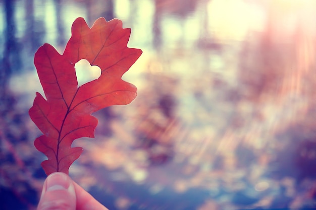 Cuore d'autunno su foglia gialla di quercia / simbolo del cuore nella decorazione autunnale, concetto di amore autunnale, passeggiata nel parco
