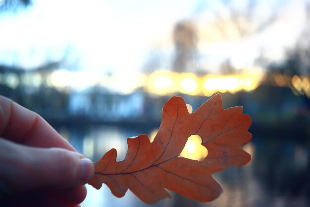 autumn heart on oak yellow leaf / heart symbol in autumn decoration, concept autumn love, walk in the park