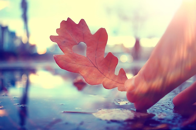 Cuore autunnale su foglia gialla di quercia / simbolo del cuore nella decorazione autunnale, concetto amore autunnale, passeggiata nel parco