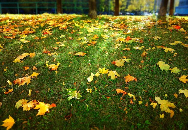 Autumn hill full of yellow leaves background