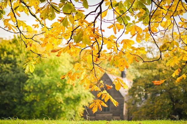 Photo autumn, horse chestnut leaves