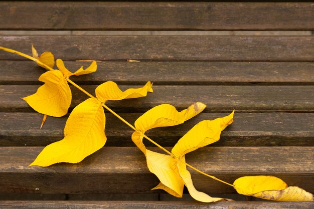 An autumn idyll, a lonely park bench awaits visitors.