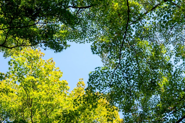 写真 京都の秋、小枝緑と黄色