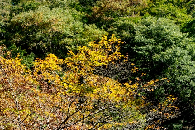 写真 京都の秋、小枝緑と黄色