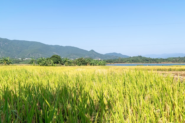 Autumn is coming. The golden rice under the blue sky is very beautiful