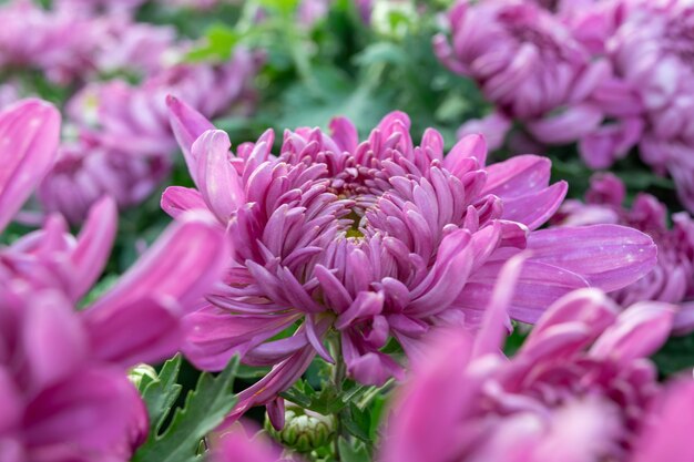 Autumn is coming, and the pink and purple chrysanthemums in the wild are in bloom